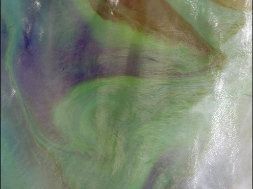 Colorful phytoplankton and bacteria in the Arabian Sea